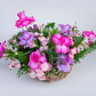 Pink Lucca Flower Baskets